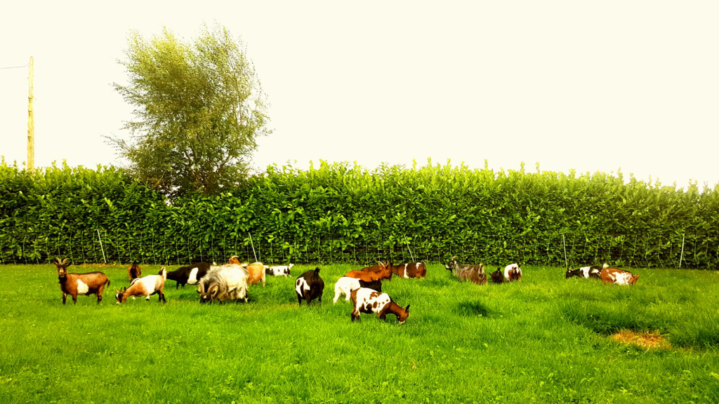 pygmy goats in ireland